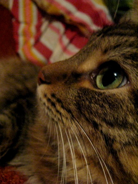 зелень глаз