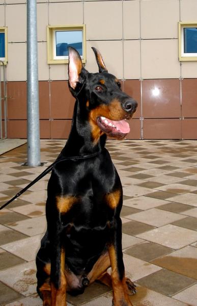 ТЕРАЛАЙН МИДГАРД