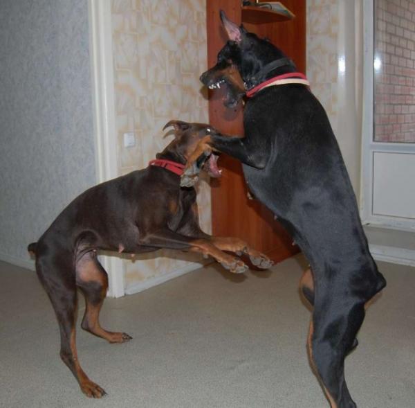 Ёжа и Сильва....вот это уже не игры)))