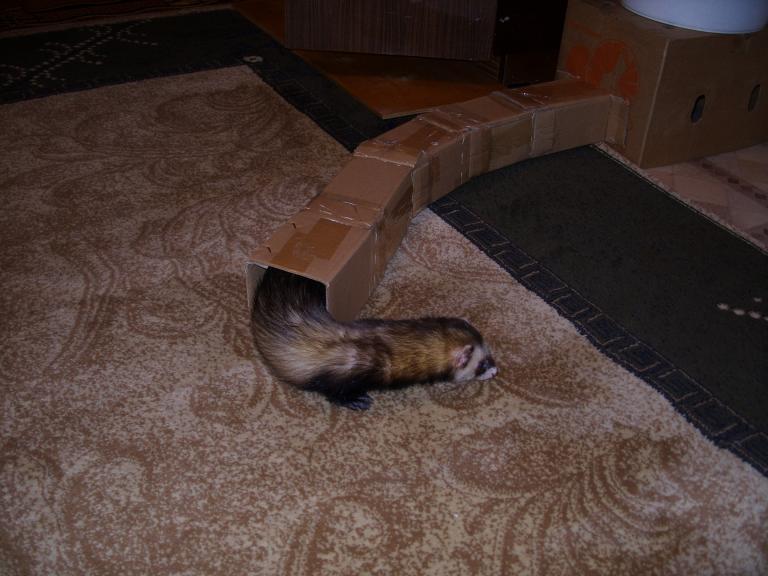 Самодельная нора. Еще не погрызенная :)