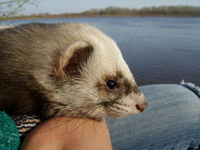 На природе (философ)