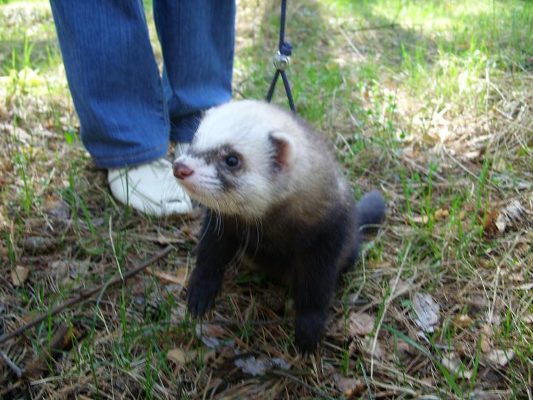 В Выксе (пойман при попытке к бегству)