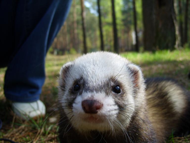 В Выксе (молодой поджарый хорь)