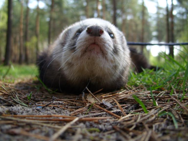 В Выксе (грязная моська после землекопания)