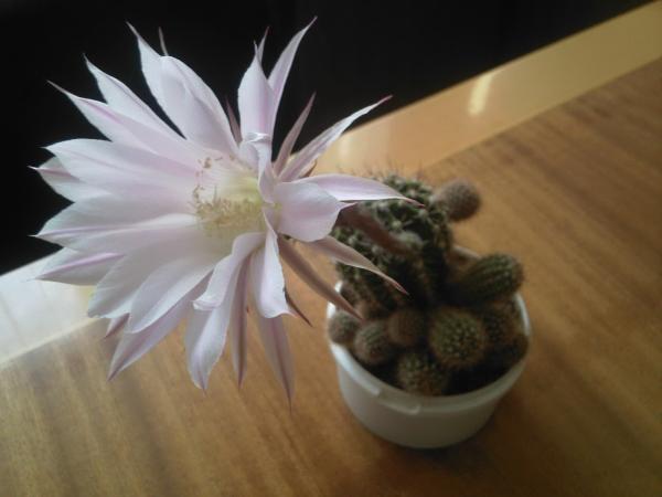 кактус на работе поливайте