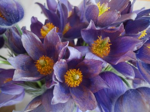 подснежники