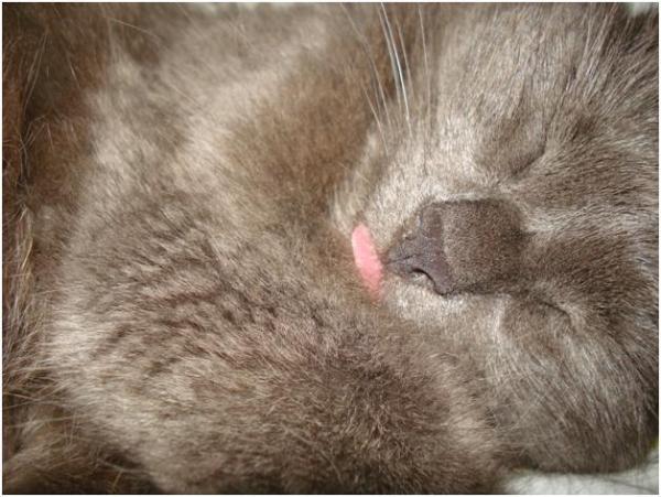 серая сонька)))